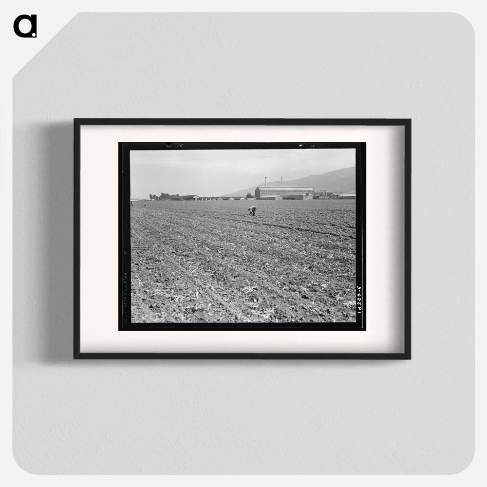 Spreckels sugar factory and sugar beet field with Mexican and Filipino workers thinning sugar beets - Dorothea Lange Poster.
