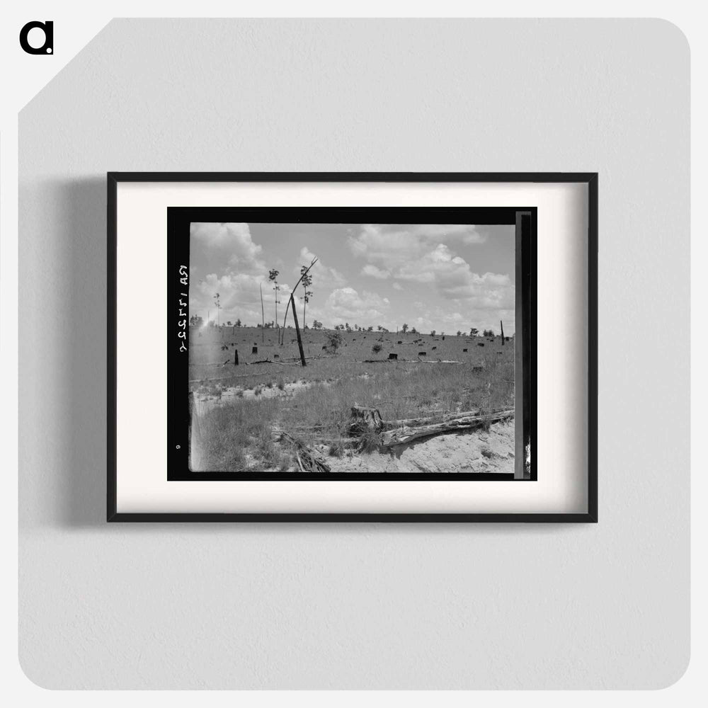 Untitled photo - Dorothea Lange Poster.