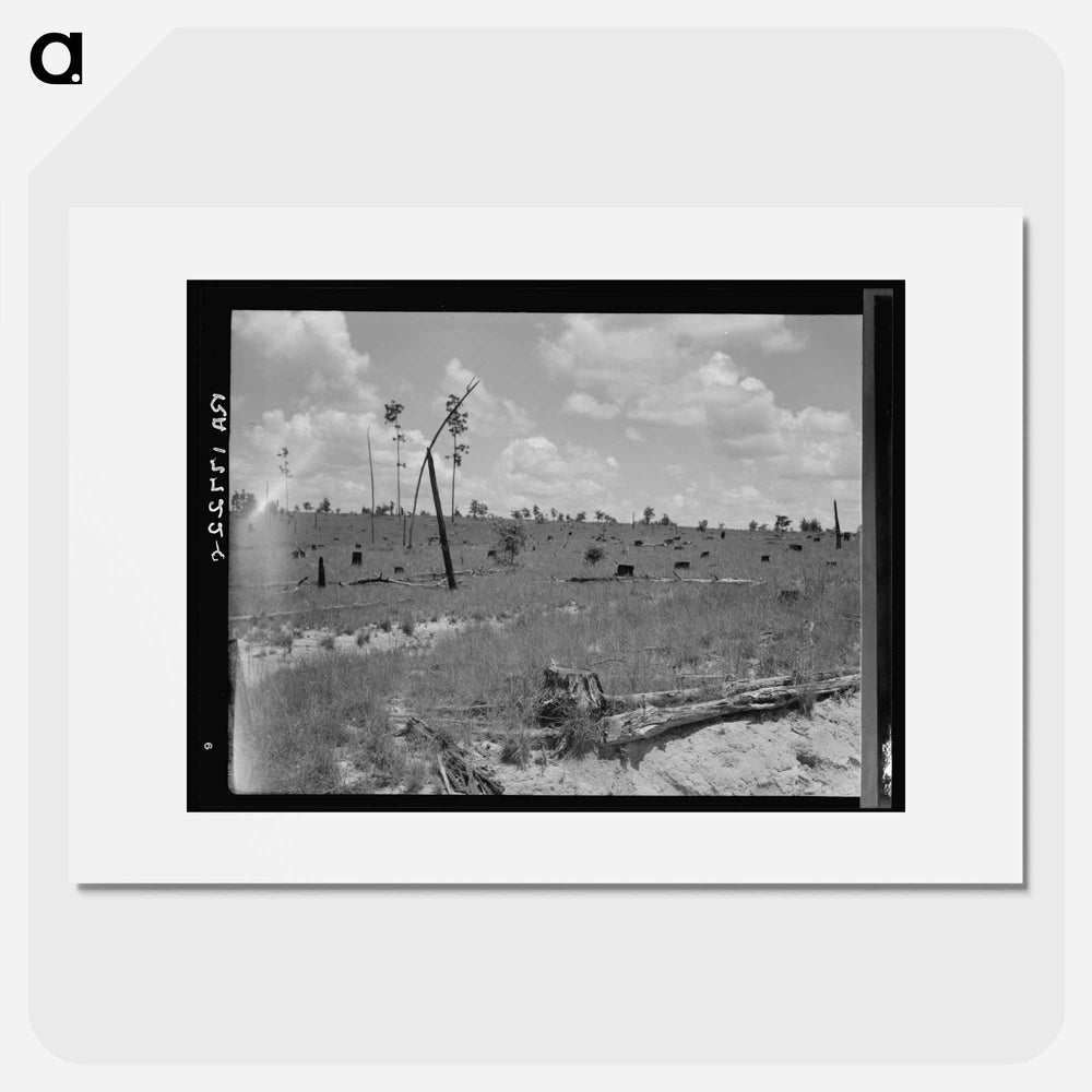Untitled photo - Dorothea Lange Poster.