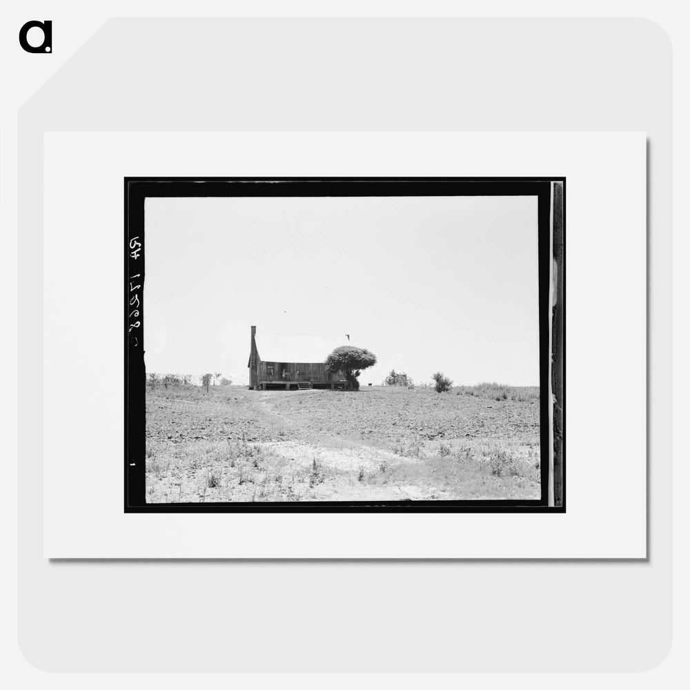 White sharecropper's home - Dorothea Lange Poster.