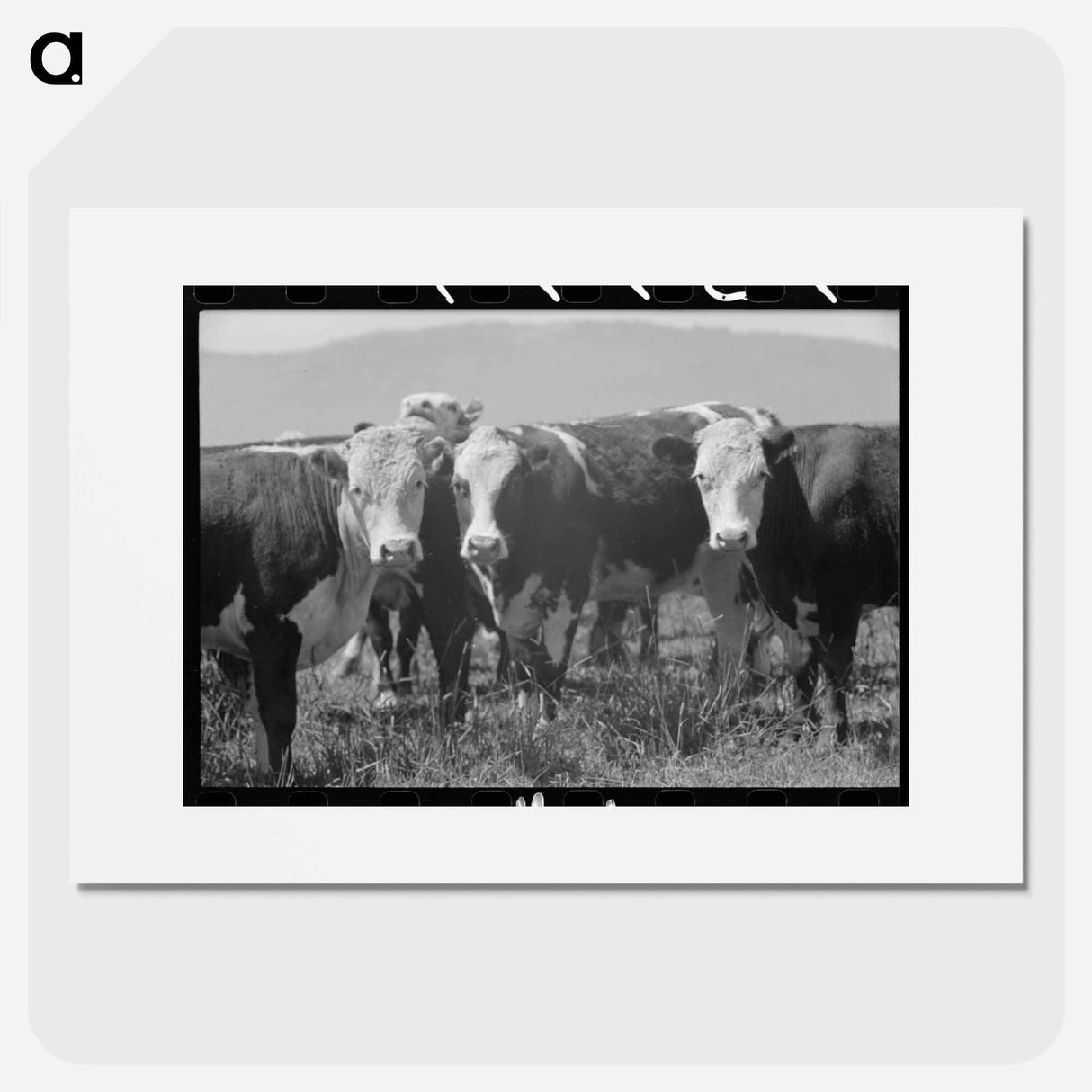 アートポスター-Cattle. Cruzen Ranch, Valley County, Idaho
- ラッセル リー Poster.