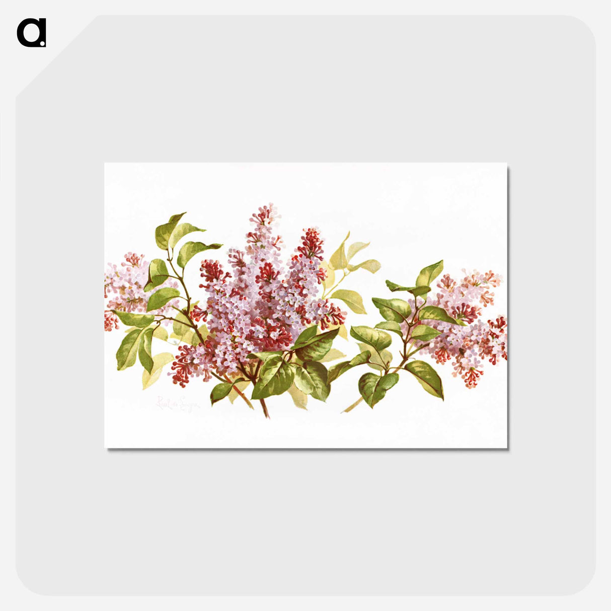 アートポストカード-Purple Lilacs Study
- ボストン公共図書館 Postcard.