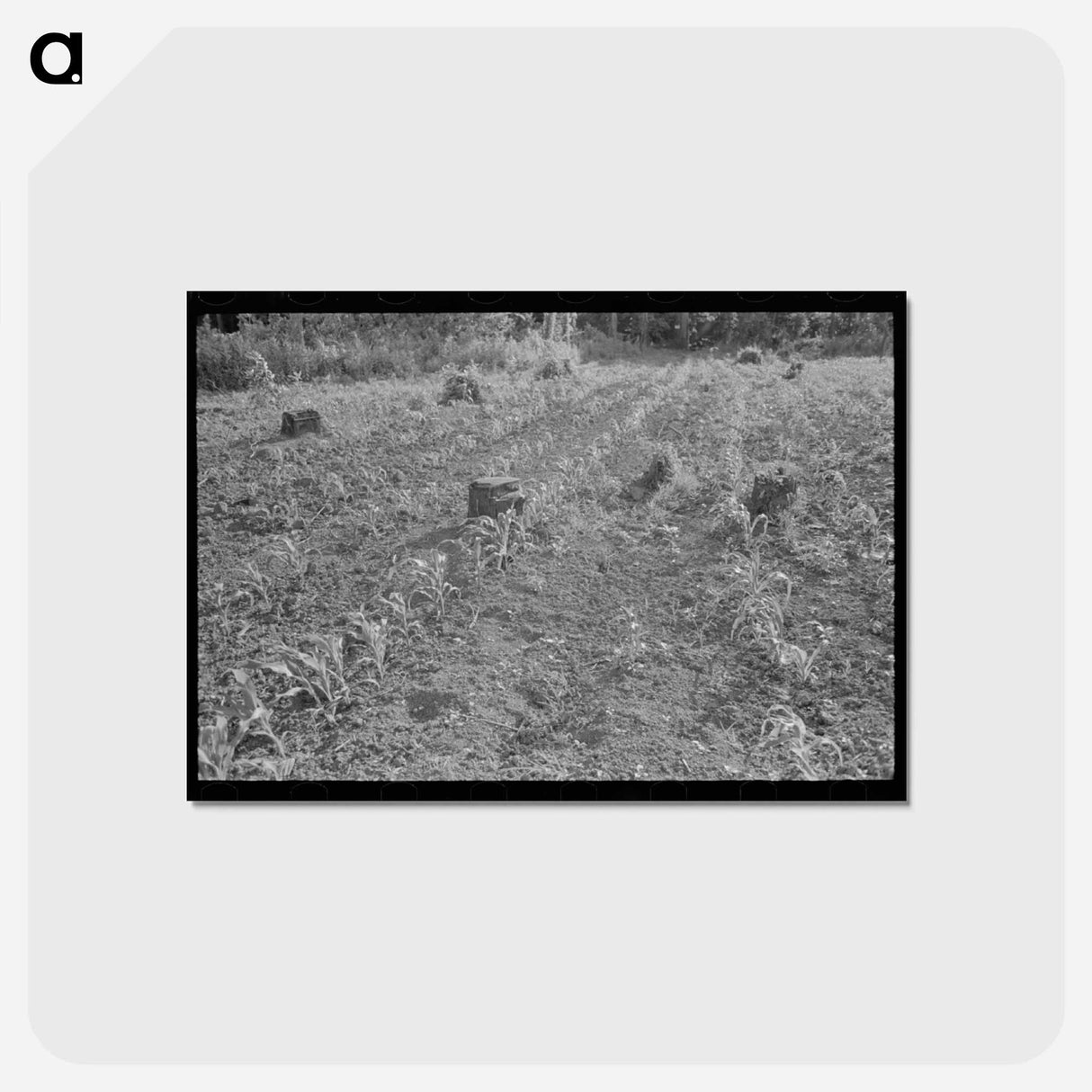 アートポストカード-Corn on Freshly Cut-Over Land
- ラッセル リー Postcard.