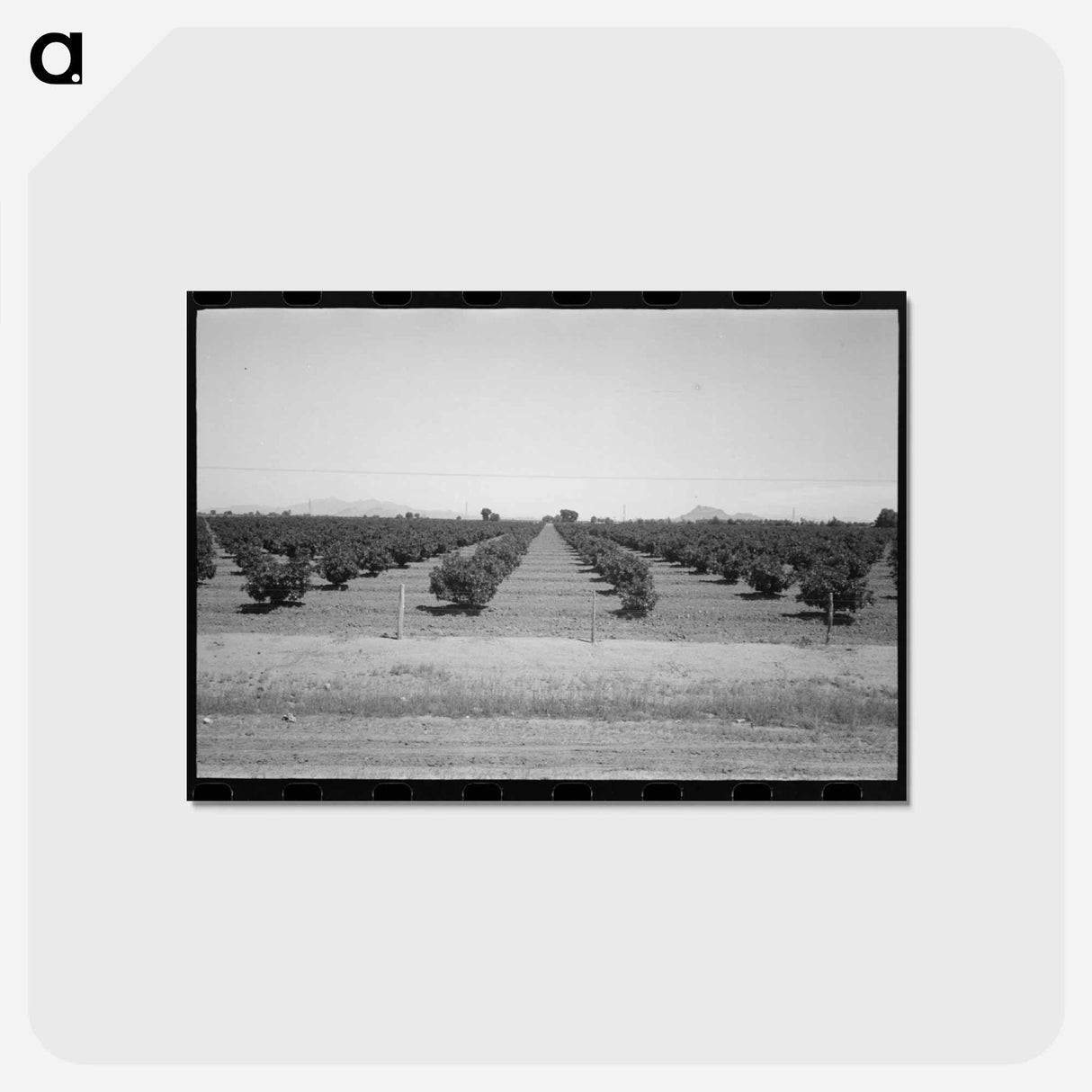 アートポストカード-Citrus Orchard, Maricopa County
- ラッセル リー Postcard.