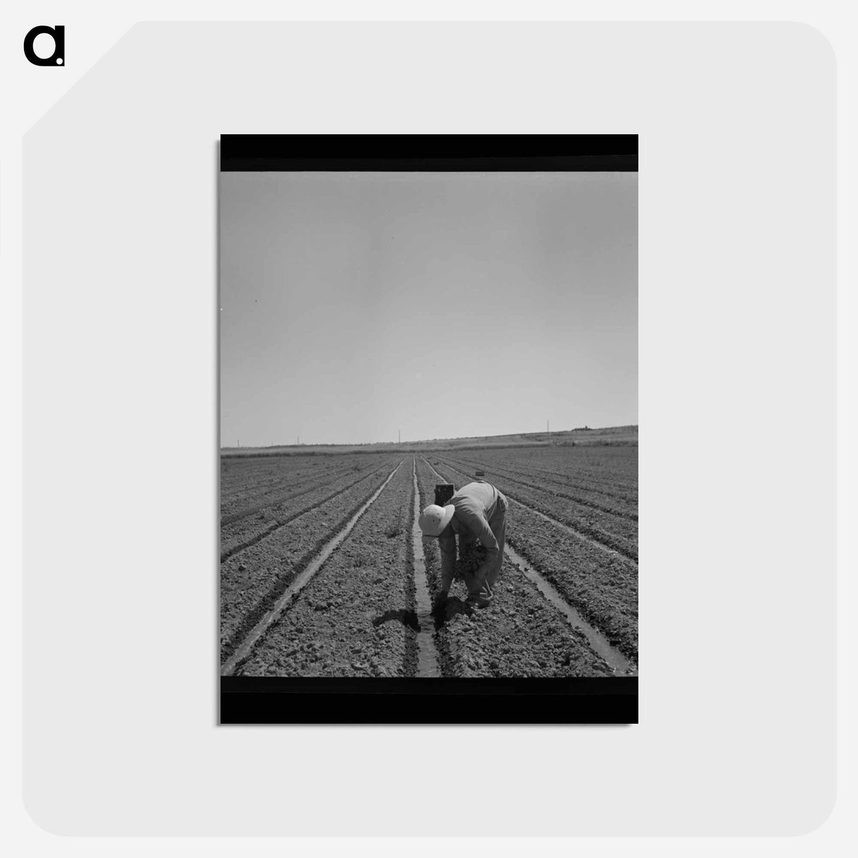 アートポストカード-Transplanting Celery
- ラッセル リー Postcard.