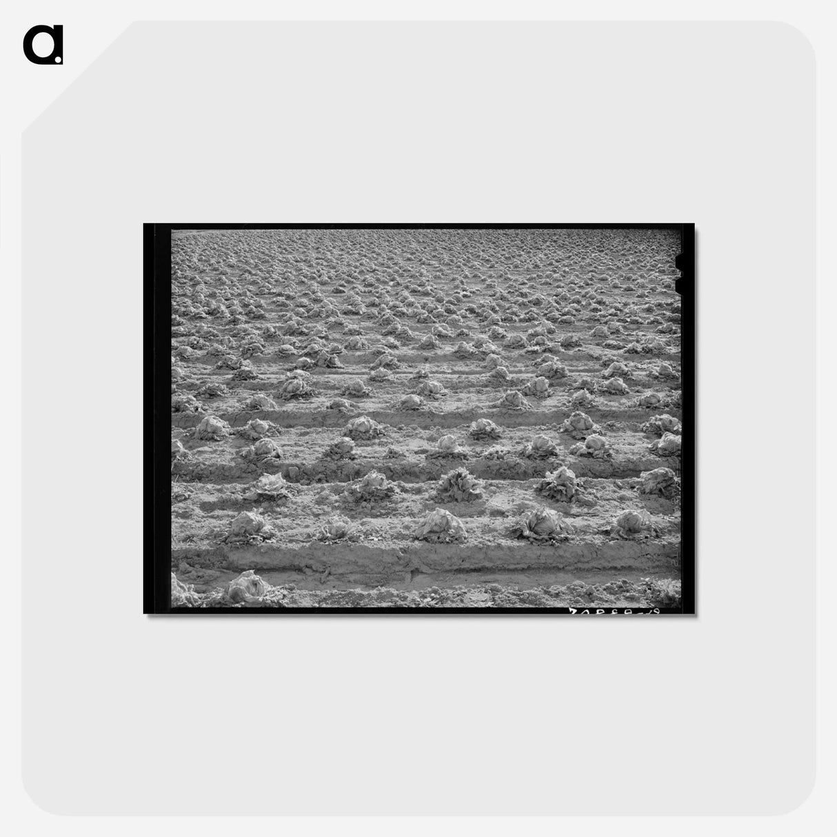 アートポストカード-Lettuce Rotting
- ラッセル リー Postcard.