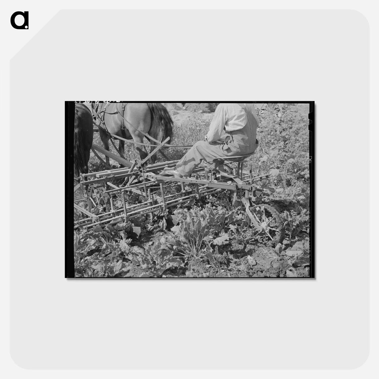 アートポストカード-Sugar Beet Farmer
- ラッセル リー Postcard.