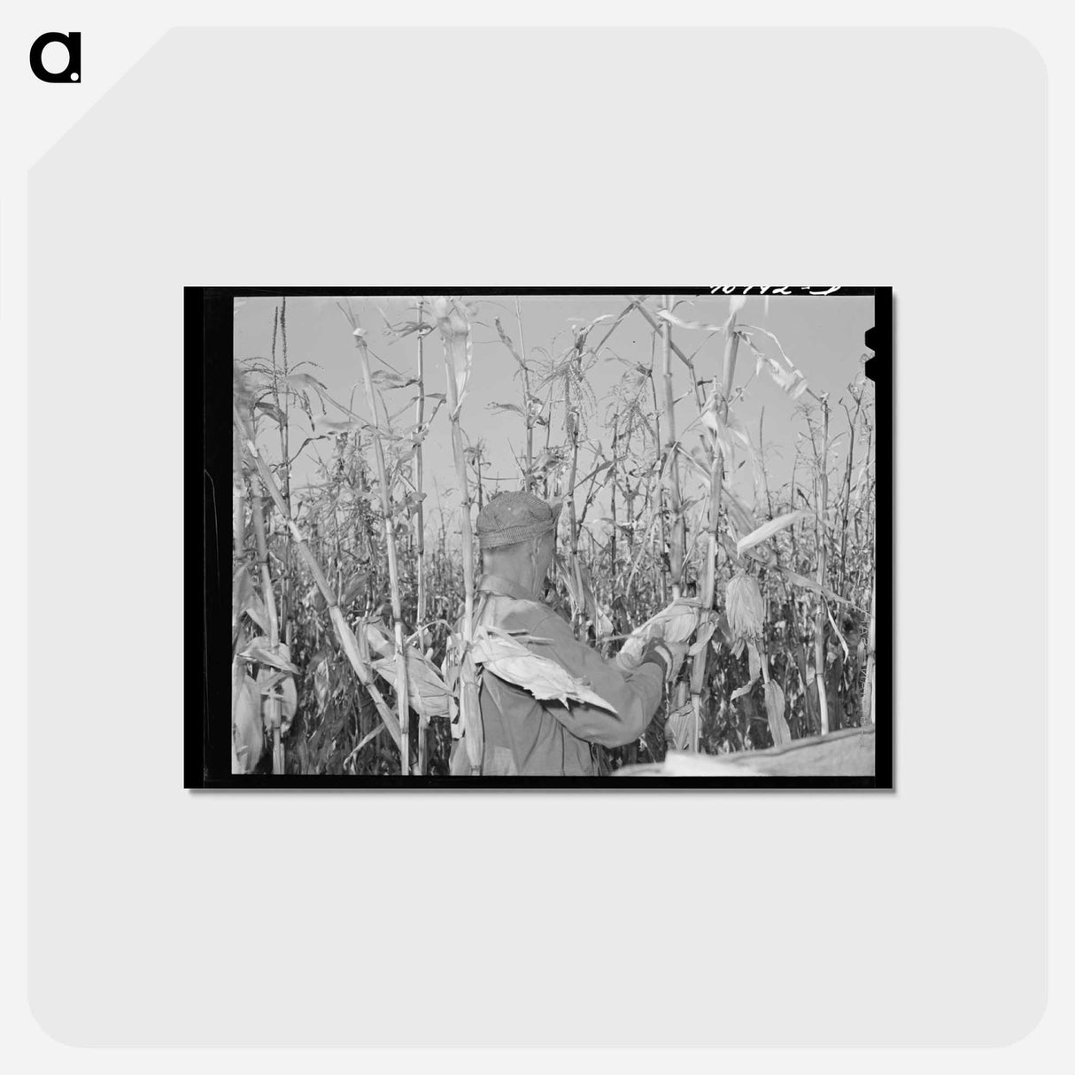 アートポストカード-Cornhusking Contestant
- ラッセル リー Postcard.