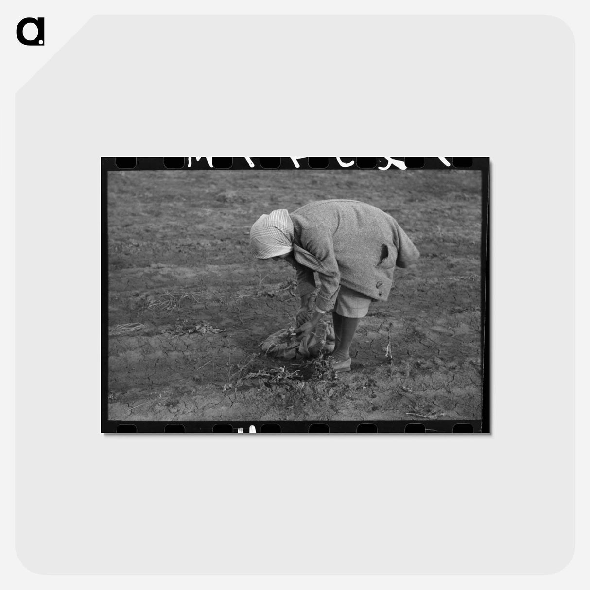 アートポストカード-Turnip Harvest, Creek County
- ラッセル リー Postcard.