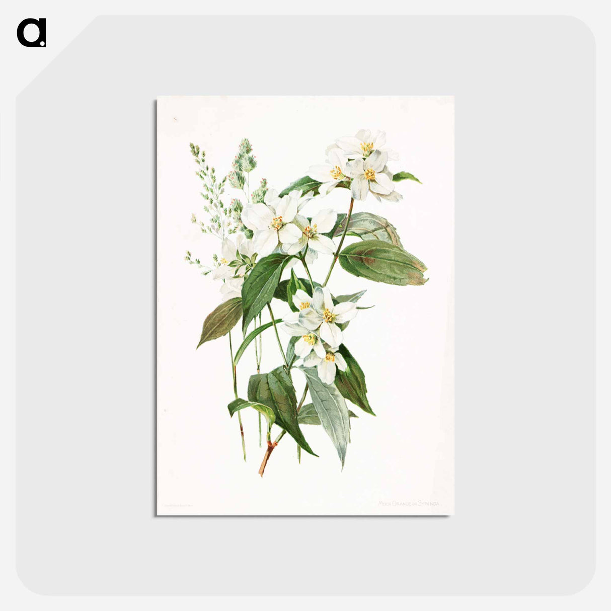 アートポストカード-Mock Orange Flower
- ボストン公共図書館 Postcard.