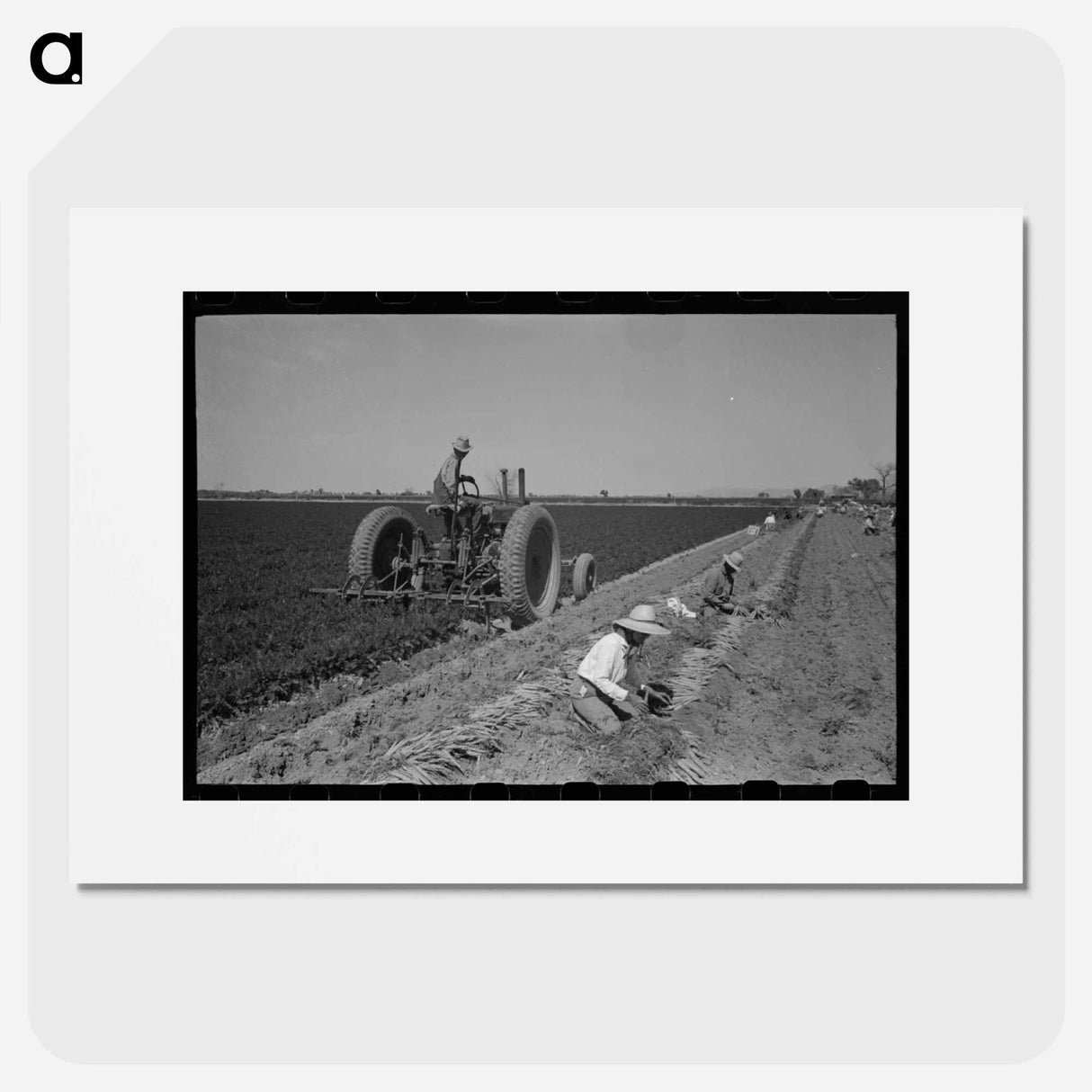 アートポスター-Carrot Harvest, Yuma County
- ラッセル リー Poster.