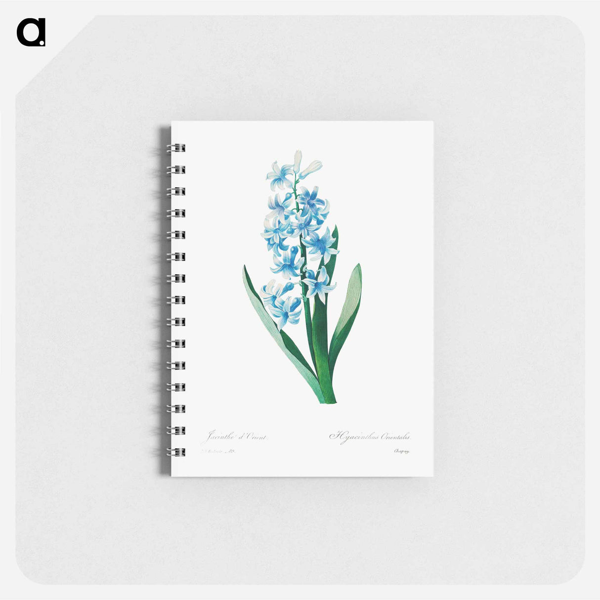 アートメモ帳-Blue hyacinth - ピエール ジョゼフ ルドゥーテ Memo.