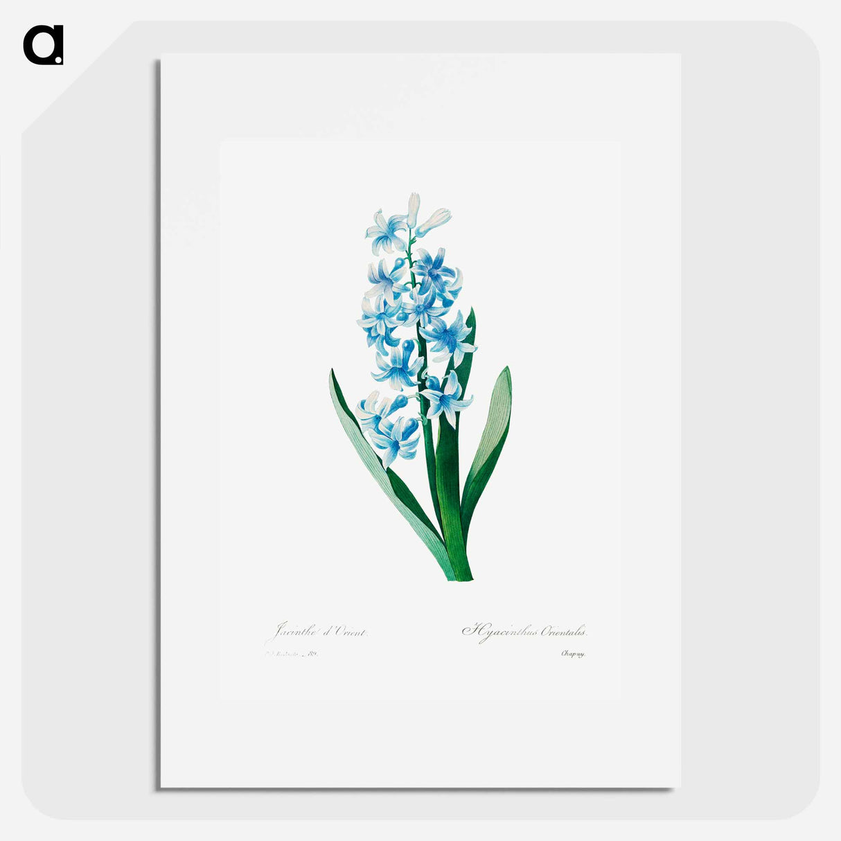 アートポスター-Blue hyacinth - ピエール ジョゼフ ルドゥーテ Poster.