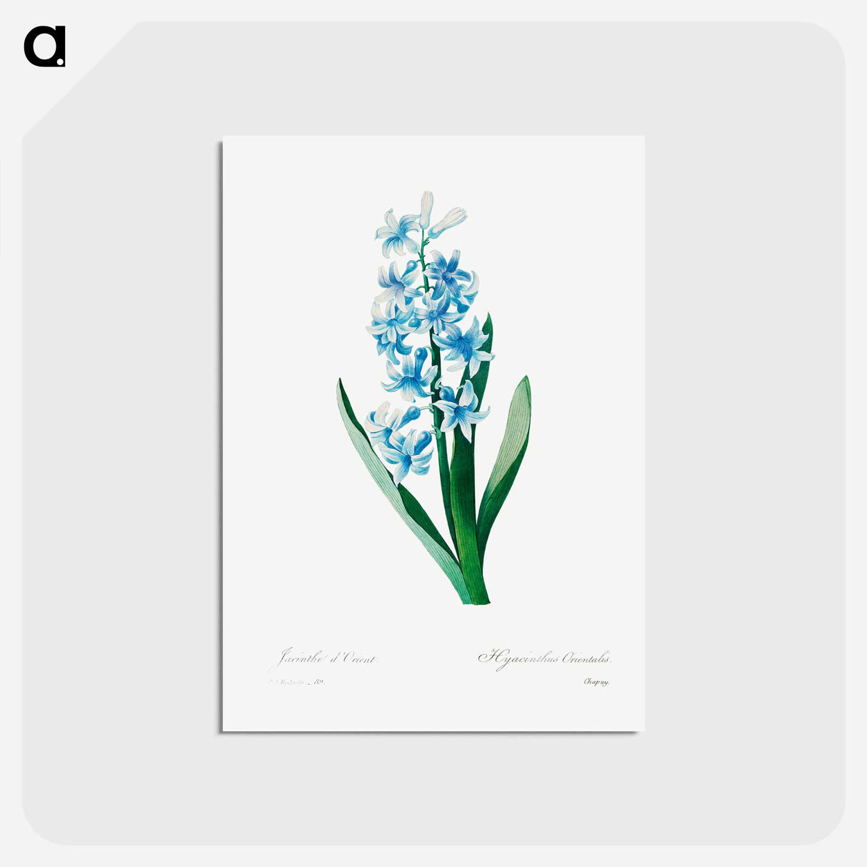 アートポストカード-Blue hyacinth - ピエール ジョゼフ ルドゥーテ Postcard.