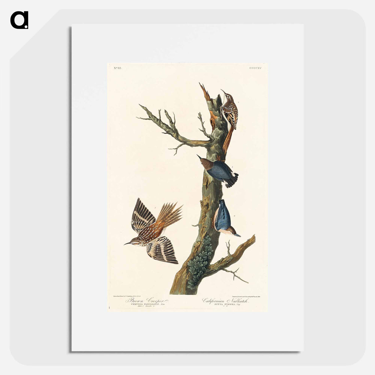 アートポスター-Brown Creeper and Californian Nuthatch from Birds of America
- アメリカの鳥たち Poster.