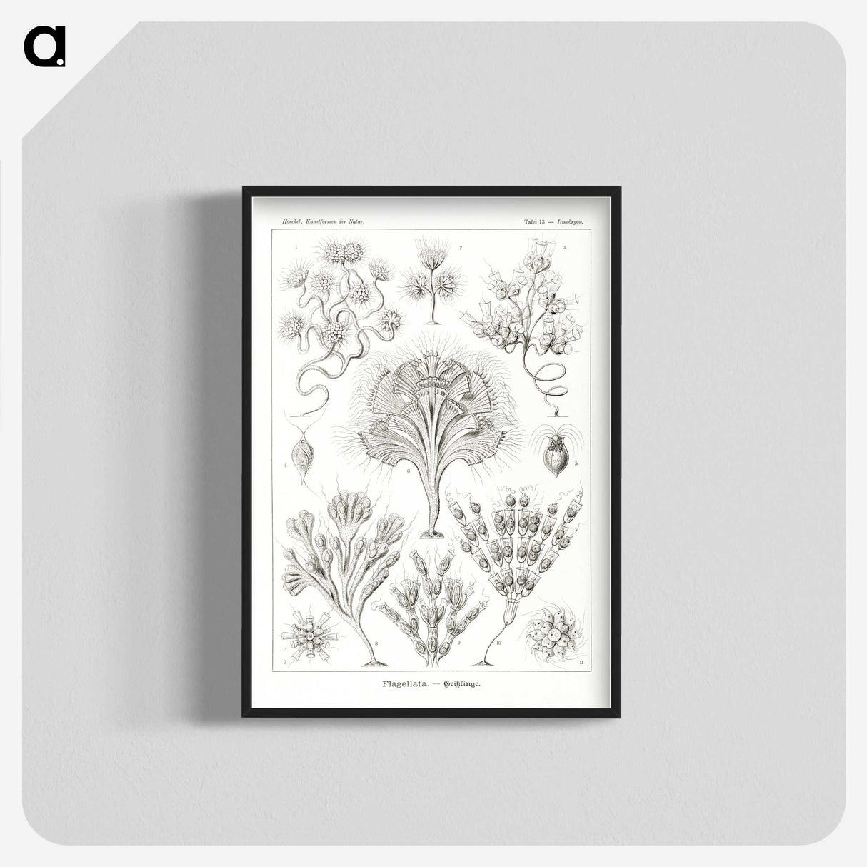 3-10_Ernst-Haeckel_blk-crop
