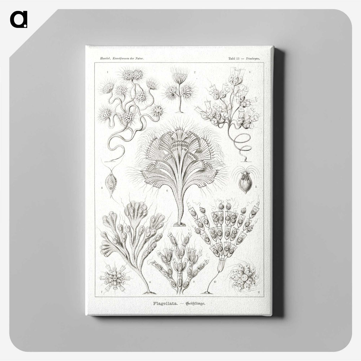 3-10_Ernst-Haeckel_canvas