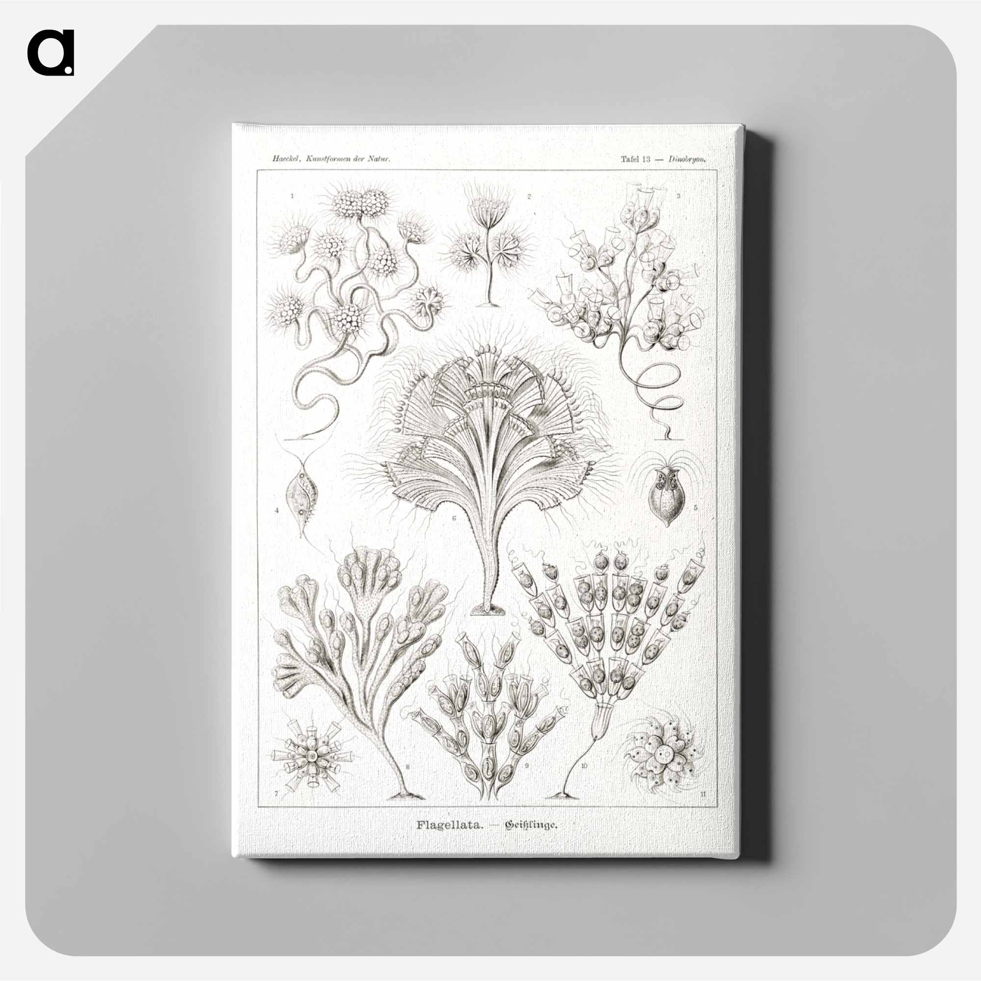 【新品】Ernst Haeckel / エルンスト ヘッケル タッシェン Amazon.co.jp: 洋書 The Art and Science of Ernst Haeckel