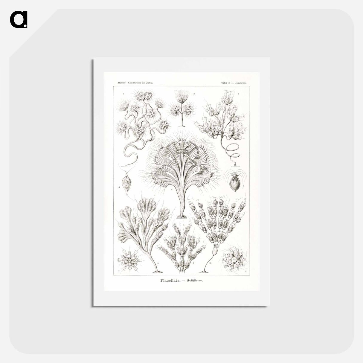 アートポストカード-Flagellata–Geiklinge from Kunstformen der Natur - エルンスト ヘッケル Postcard.