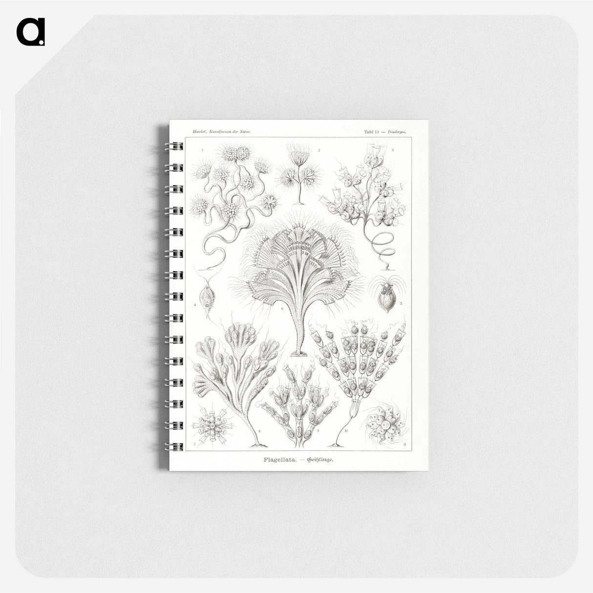 3-10_Ernst-Haeckel_memo