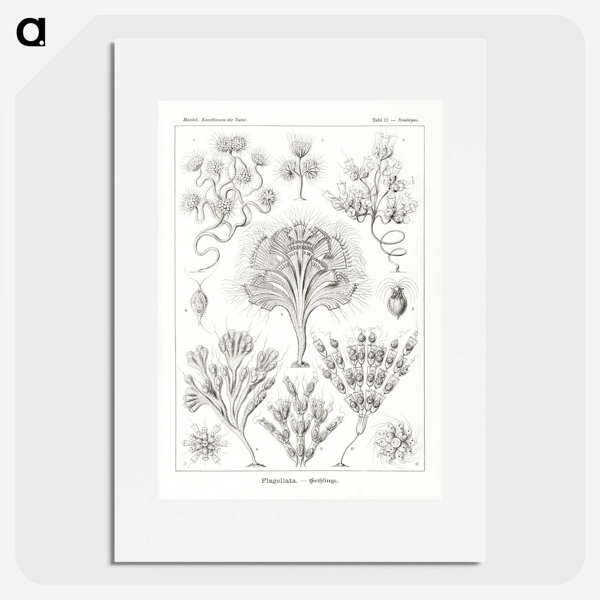 3-10_Ernst-Haeckel_picture