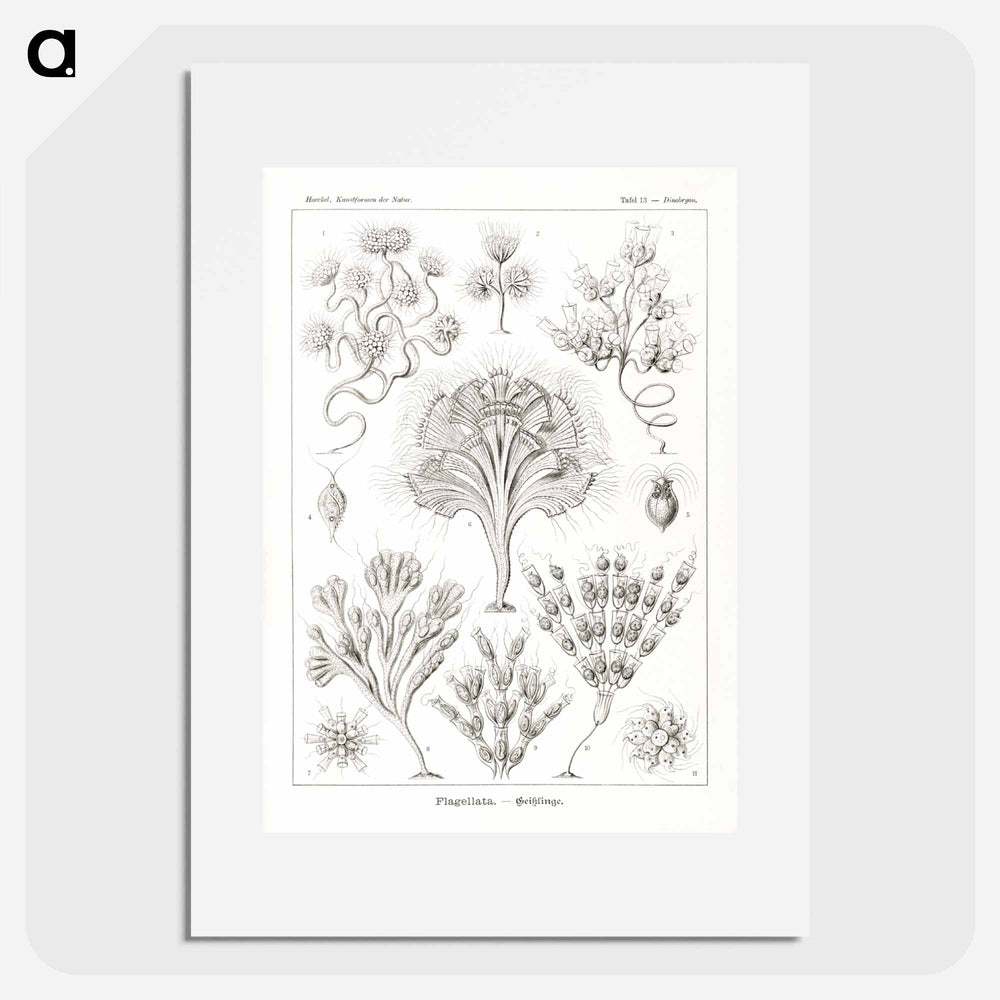 Flagellata–Geiklinge from Kunstformen der Natur - エルンスト ヘッケル Poster.