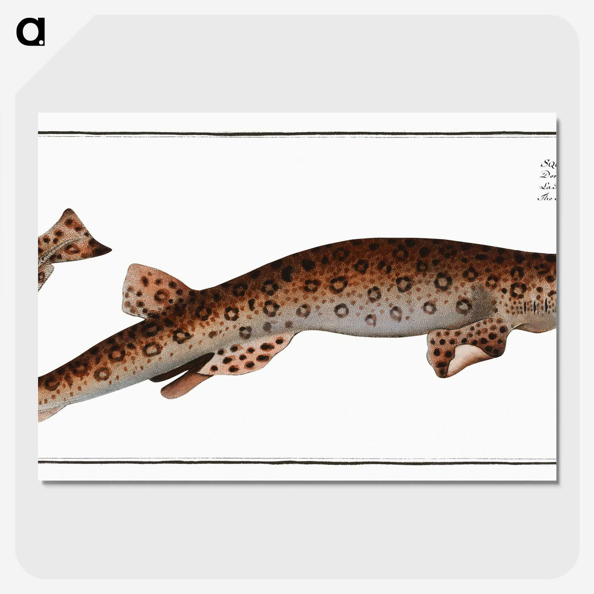 3-10_Ichtyologie-ou-Histoire-naturelle_picture-crop