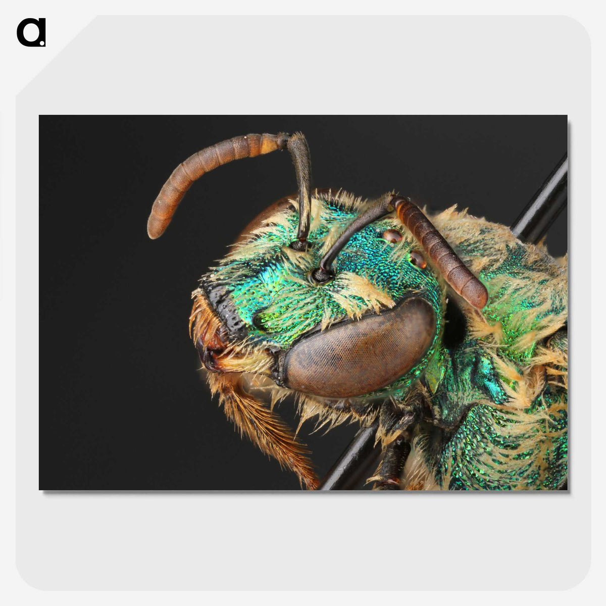 3-10_Insects-Unlocked-Project_picture-crop