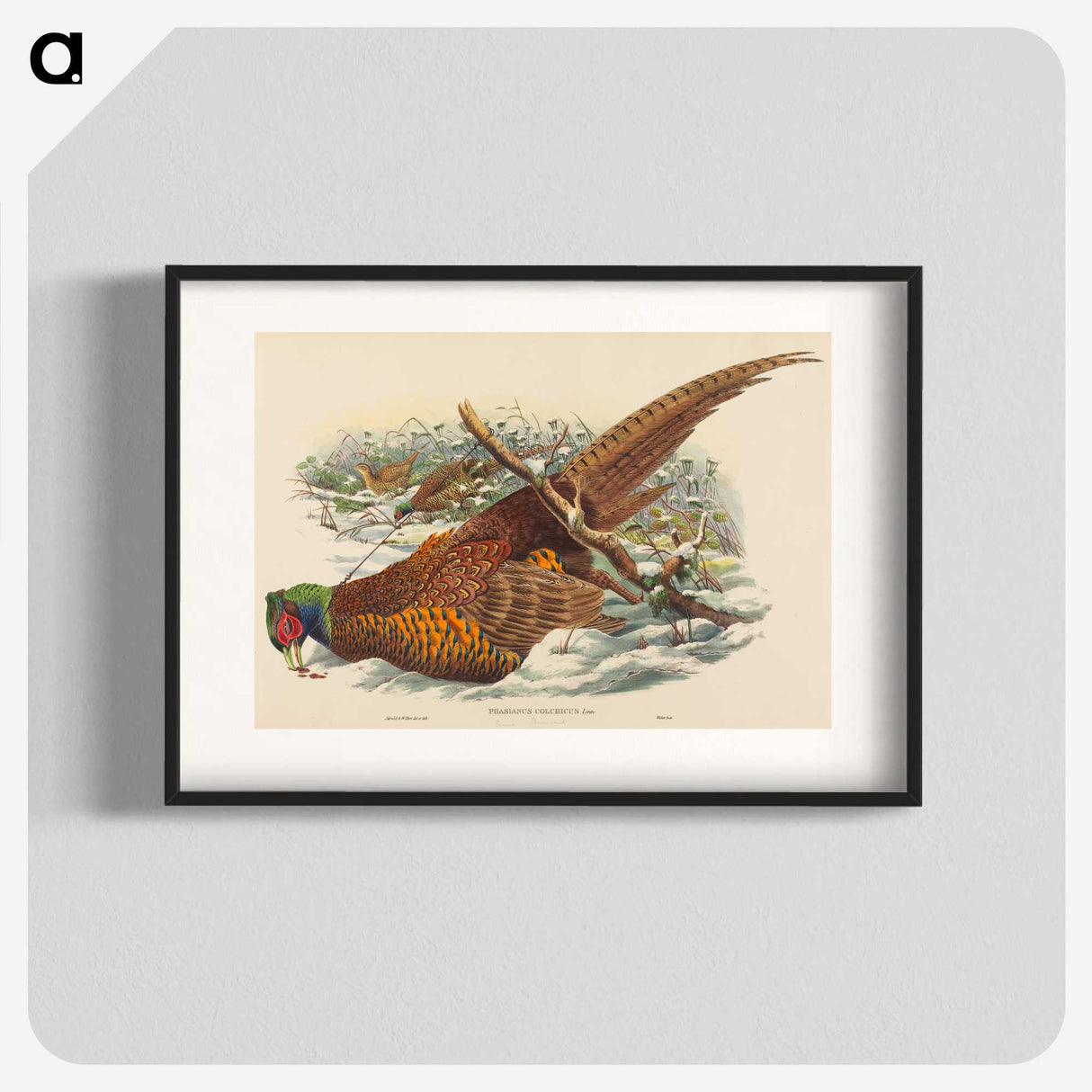 3-10_John-Gould_blk