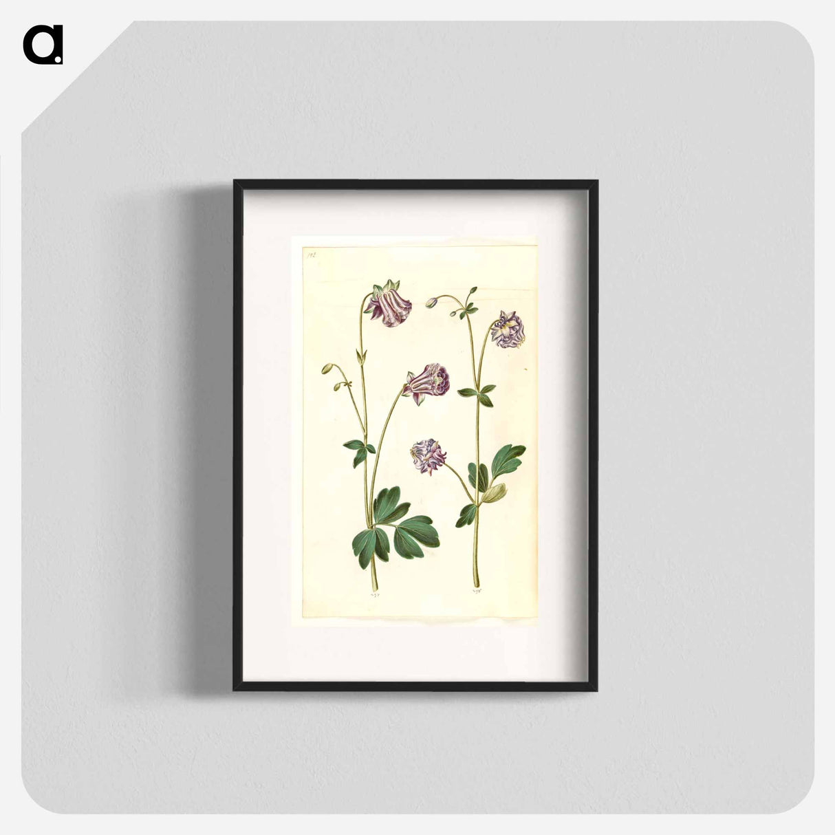 アートポスター-Aquilegia vulgaris
- マリア ジビーラ メーリアン Poster.