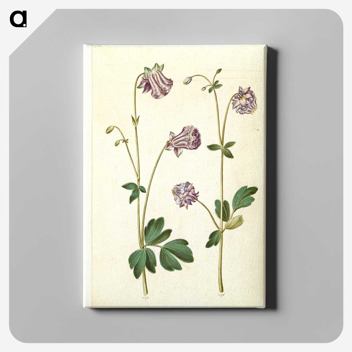 3-10_Maria-Sibylla-Merian_canvas