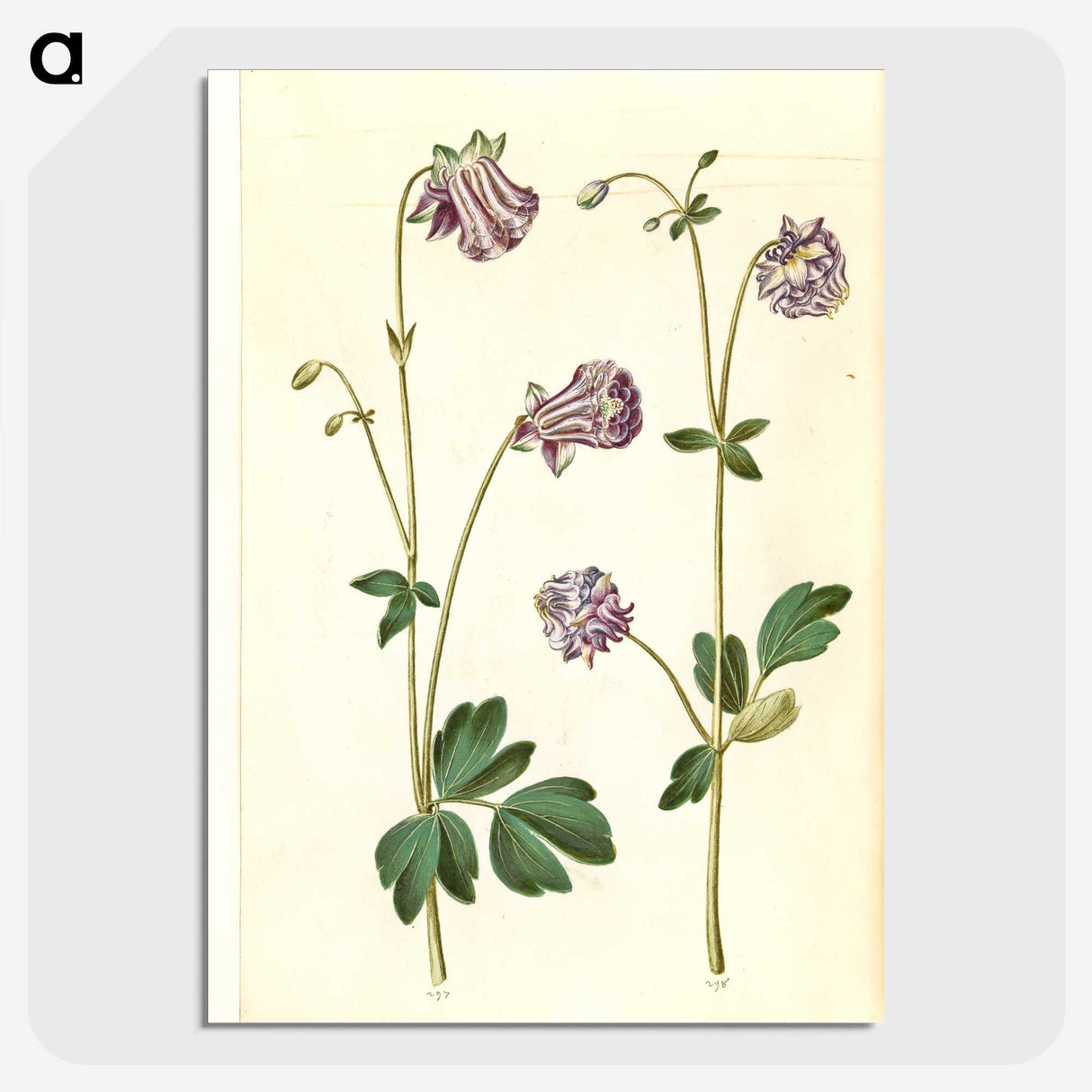 3-10_Maria-Sibylla-Merian_picture-crop