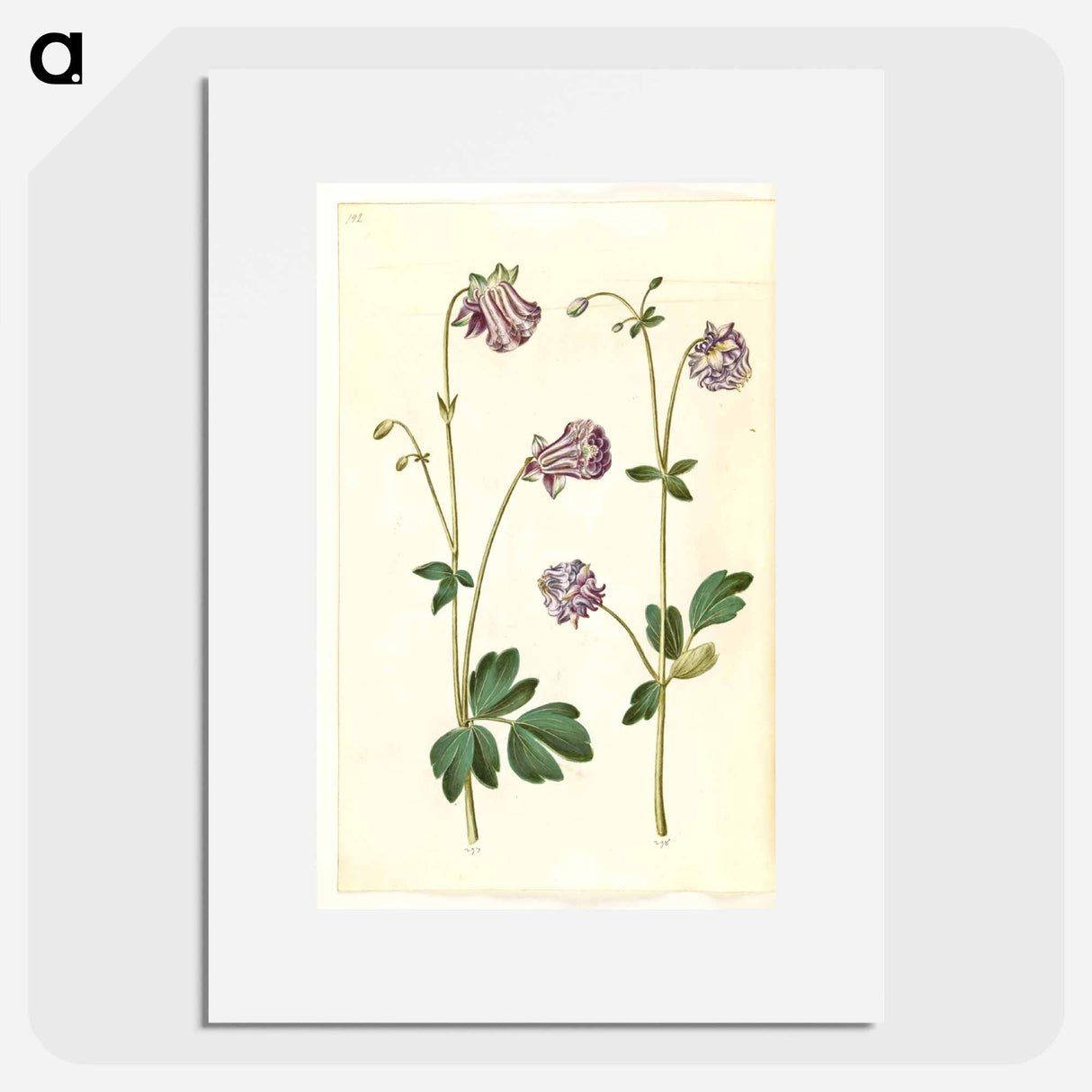 アートポスター-Aquilegia vulgaris
- マリア ジビーラ メーリアン Poster.