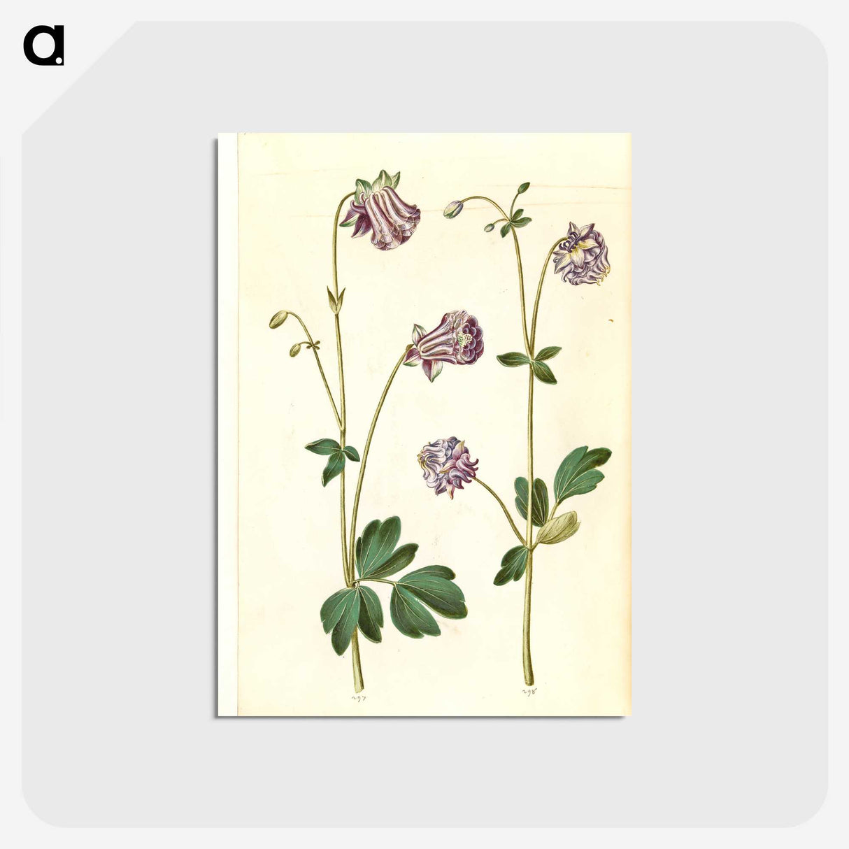 3-10_Maria-Sibylla-Merian_postcard