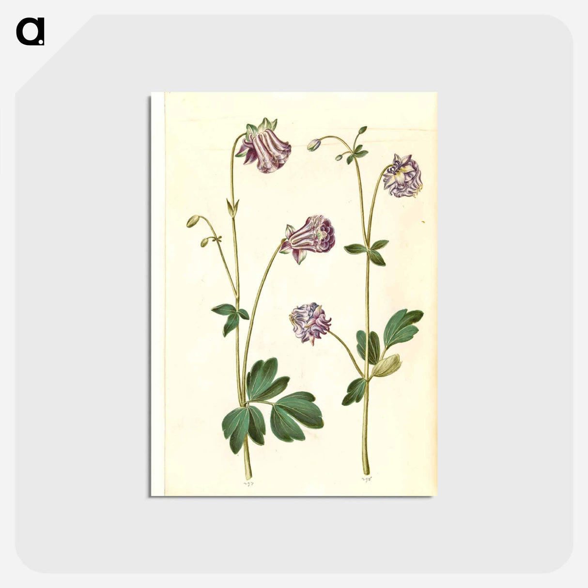 アートポストカード-Aquilegia vulgaris
- マリア ジビーラ メーリアン Postcard.