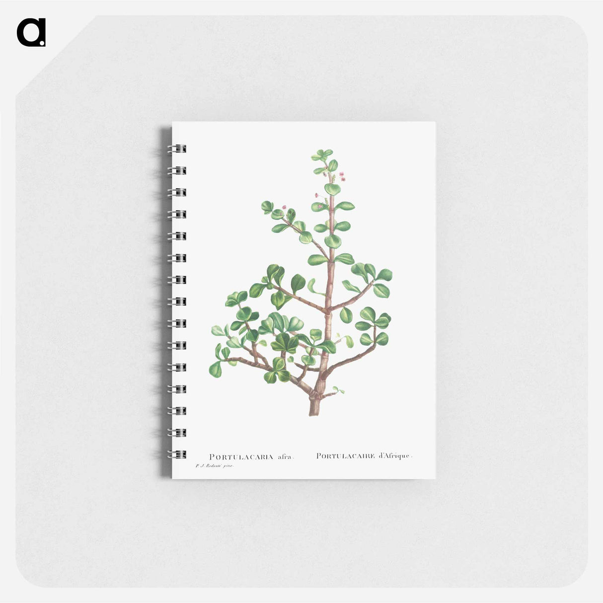 アートメモ帳-Portulacaria Afra (Elephant Bush) - ピエール ジョゼフ ルドゥーテ Memo.
