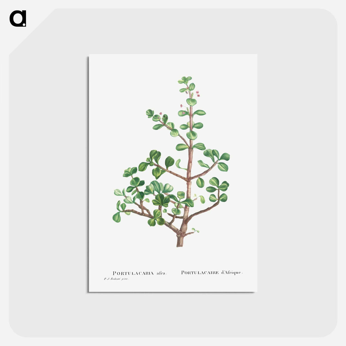 アートポストカード-Portulacaria Afra (Elephant Bush) - ピエール ジョゼフ ルドゥーテ Postcard.