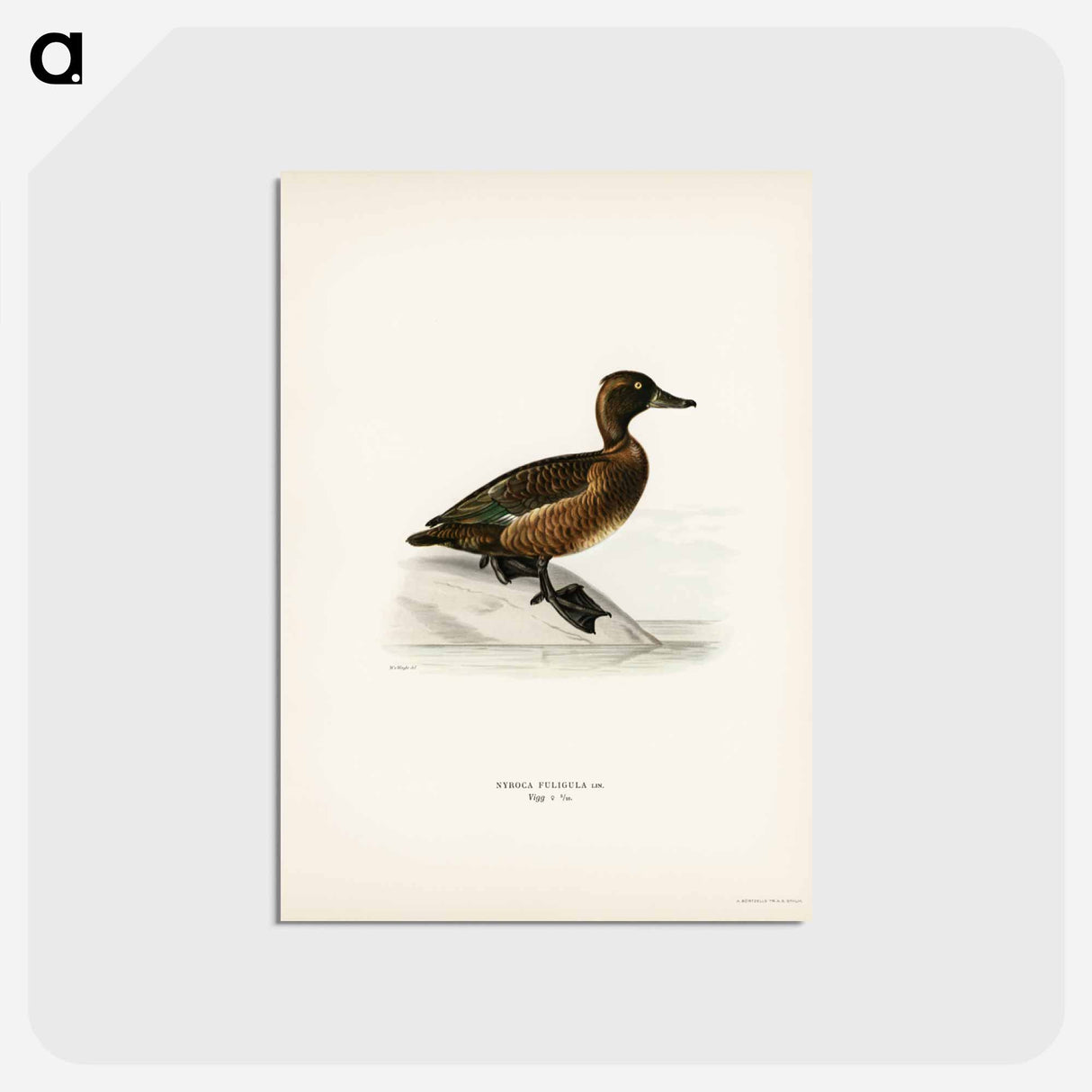 アートポストカード-Ferruginous Duck
- スヴェンスカ フォグラル Postcard.