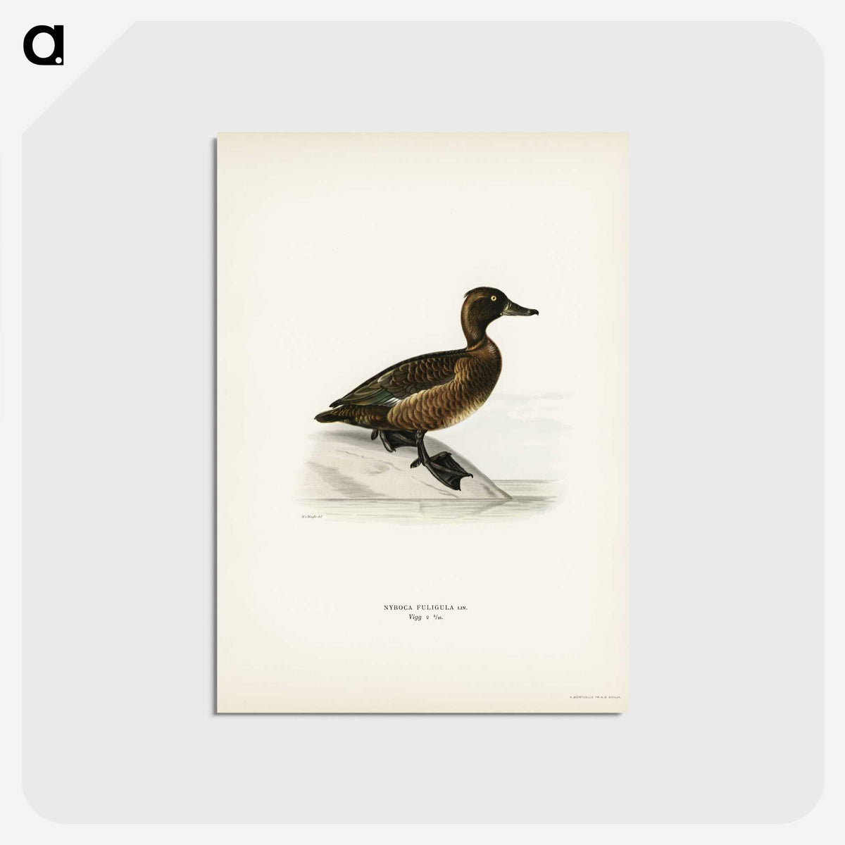 3-10_Svenska-Faglar_postcard