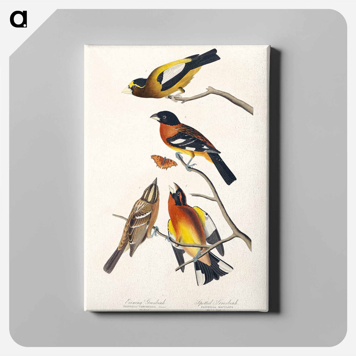 アートパネル-Evening Grosbeak and Spotted Grosbeak from Birds of America
- アメリカの鳥たち Canvas.
