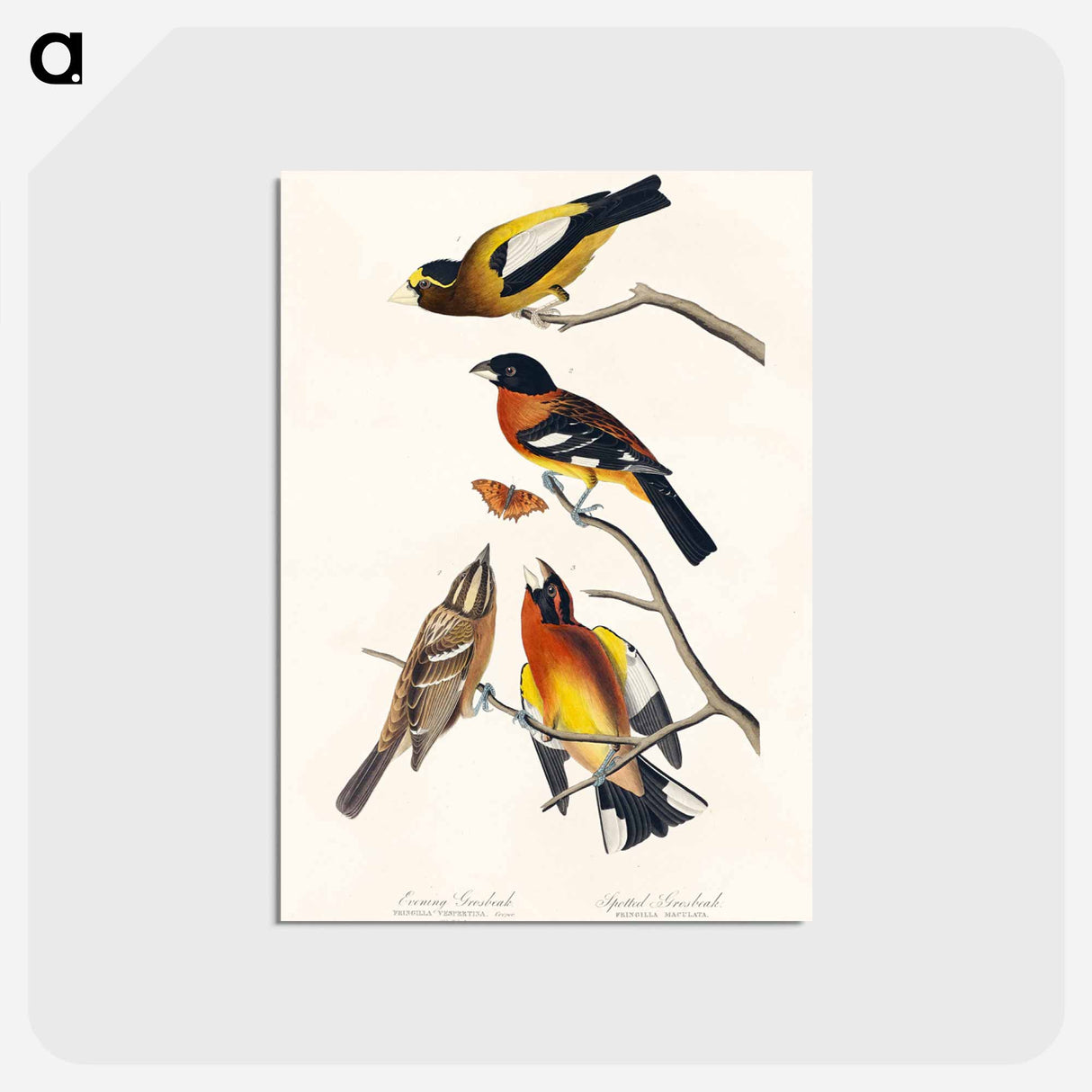 アートポストカード-Evening Grosbeak and Spotted Grosbeak from Birds of America
- アメリカの鳥たち Postcard.