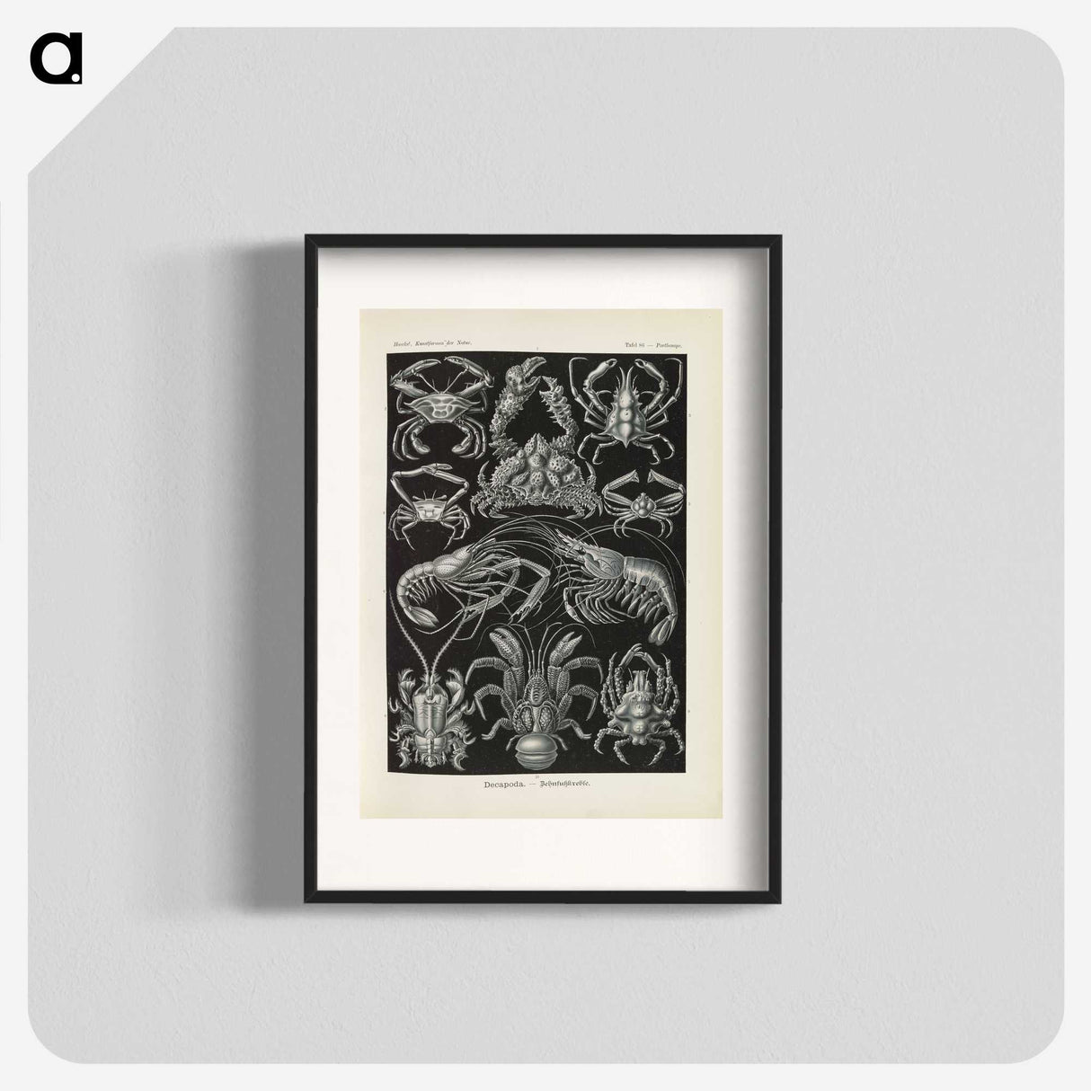 3-11_Ernst-Haeckel_blk