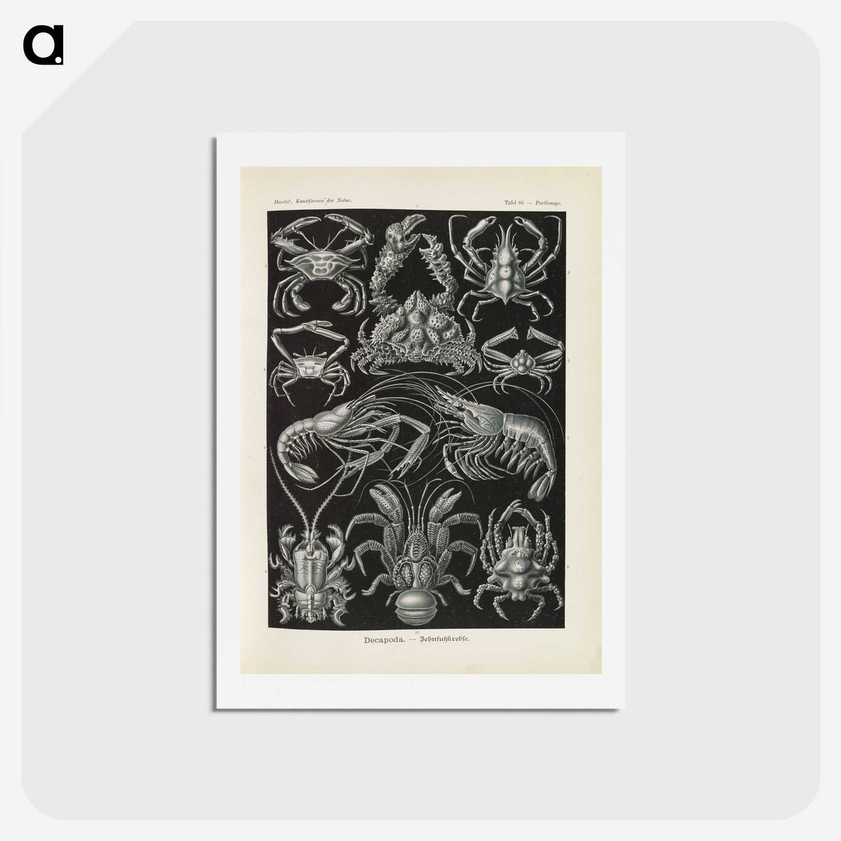3-11_Ernst-Haeckel_hagaki