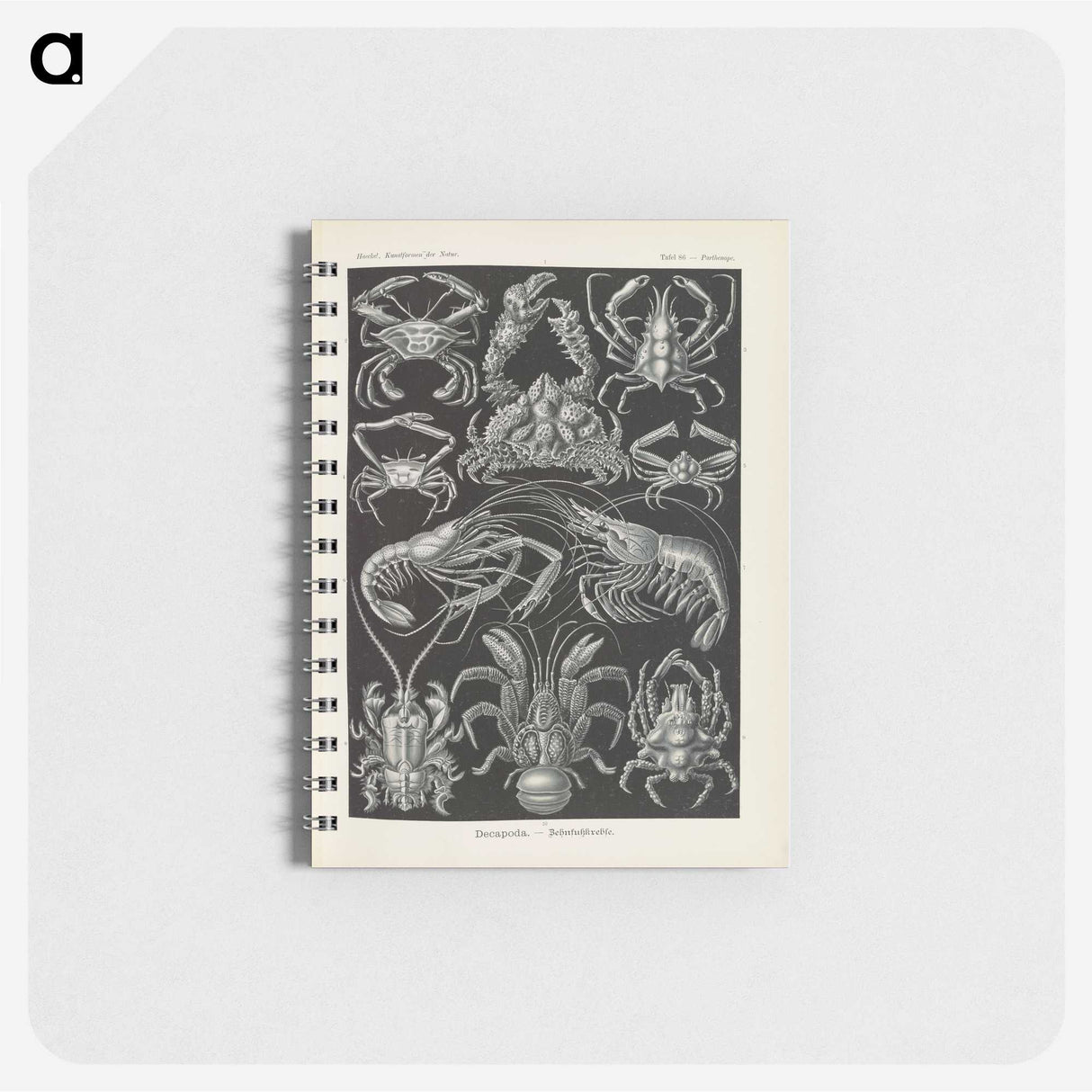3-11_Ernst-Haeckel_memo