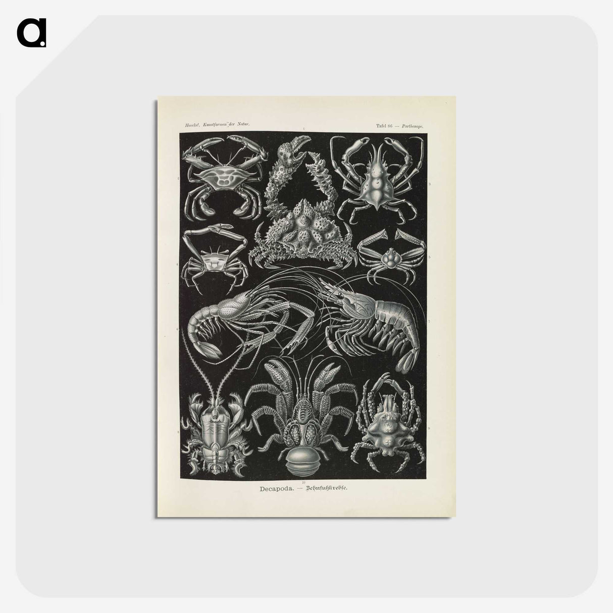 3-11_Ernst-Haeckel_postcard