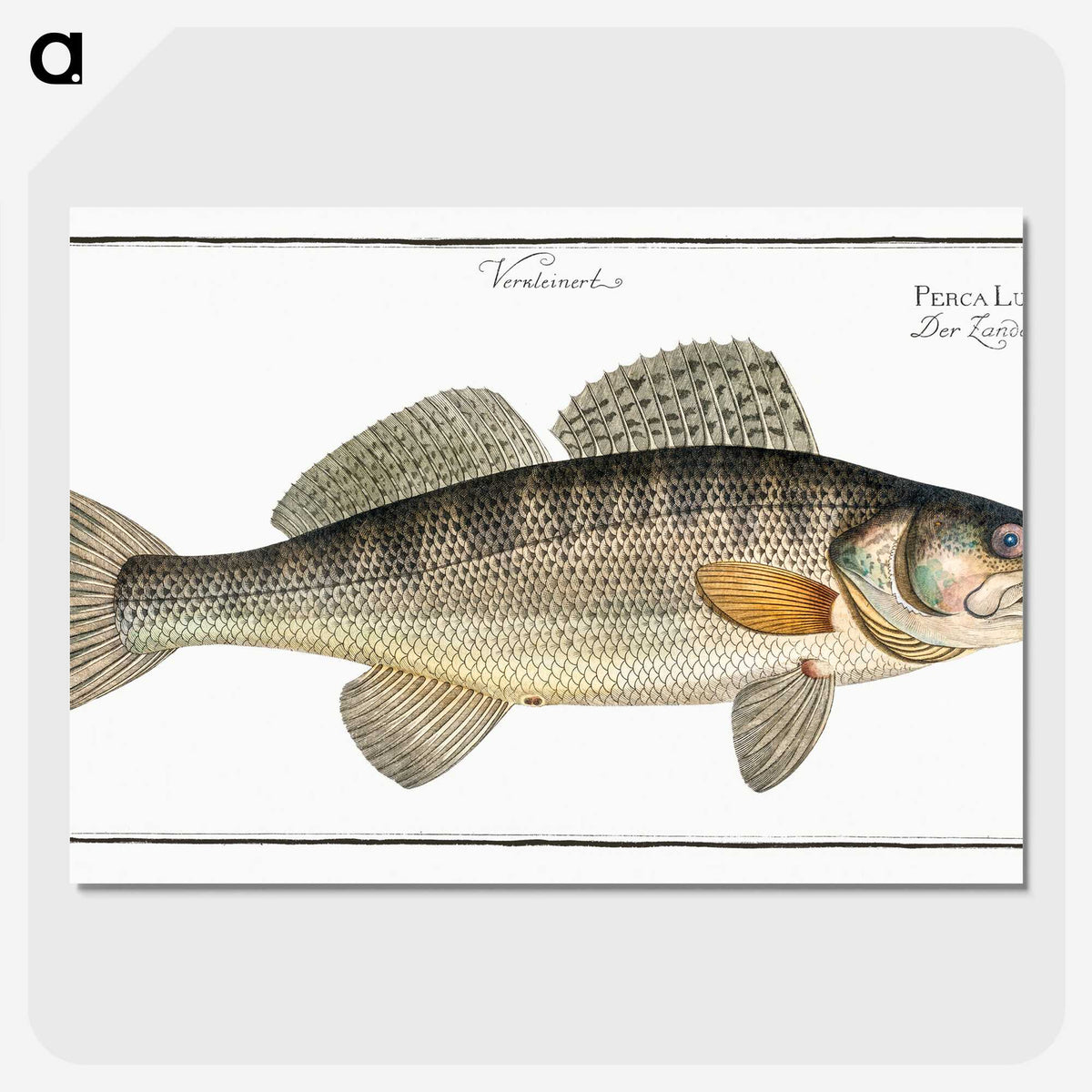 3-11_Ichtyologie-ou-Histoire-naturelle_picture-crop