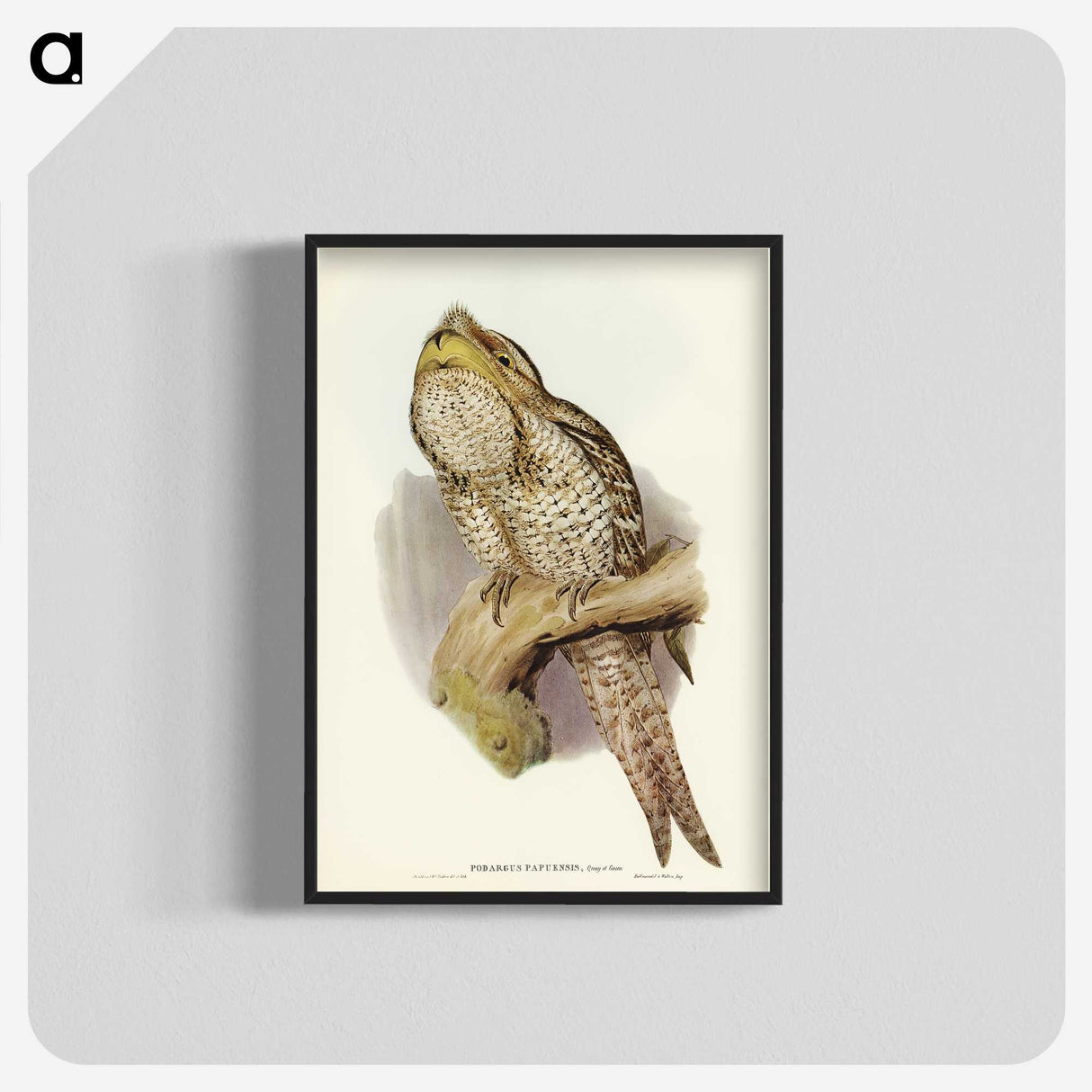 3-11_John-Gould_blk-crop