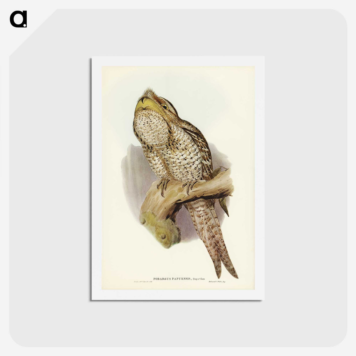3-11_John-Gould_hagaki
