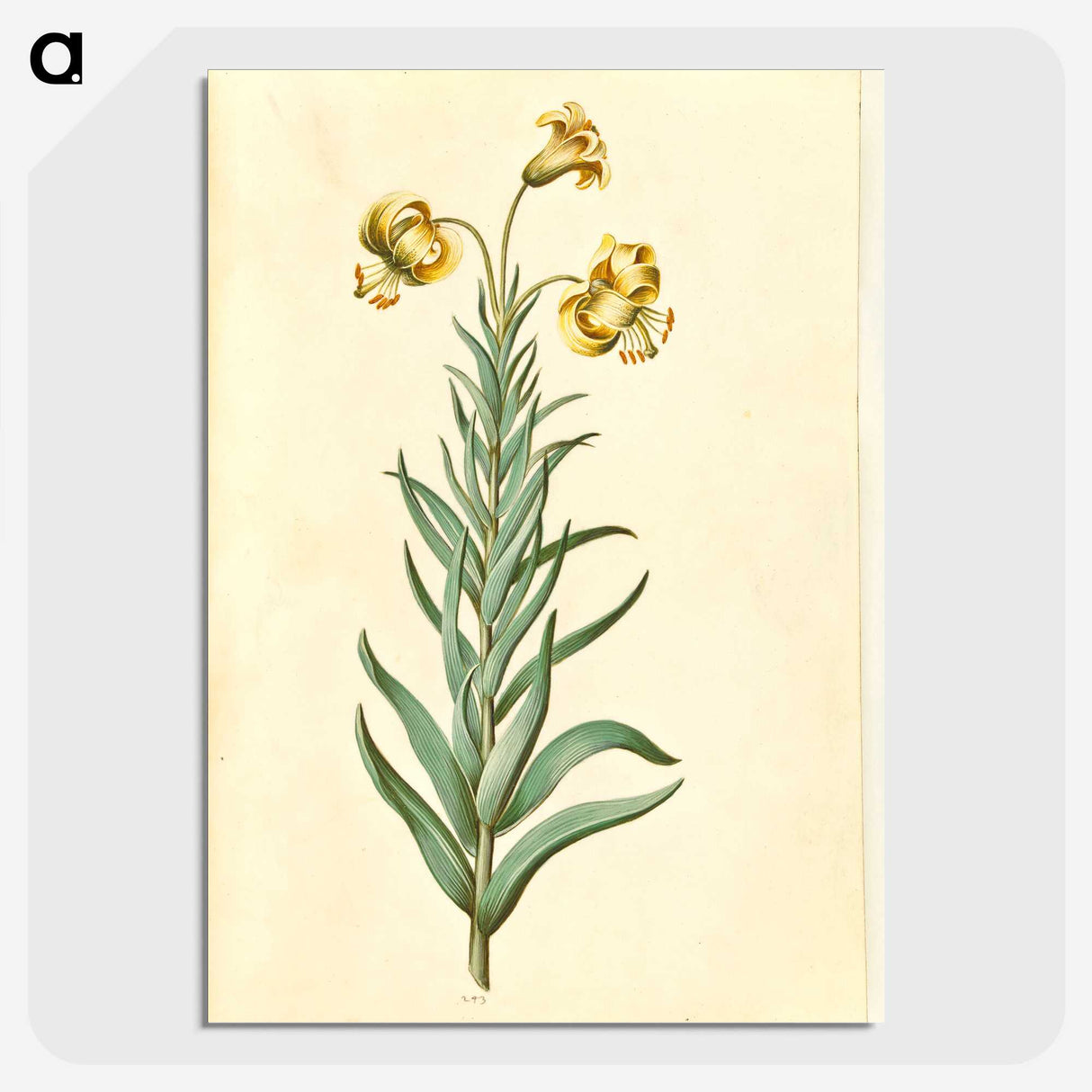 3-11_Maria-Sibylla-Merian_picture-crop
