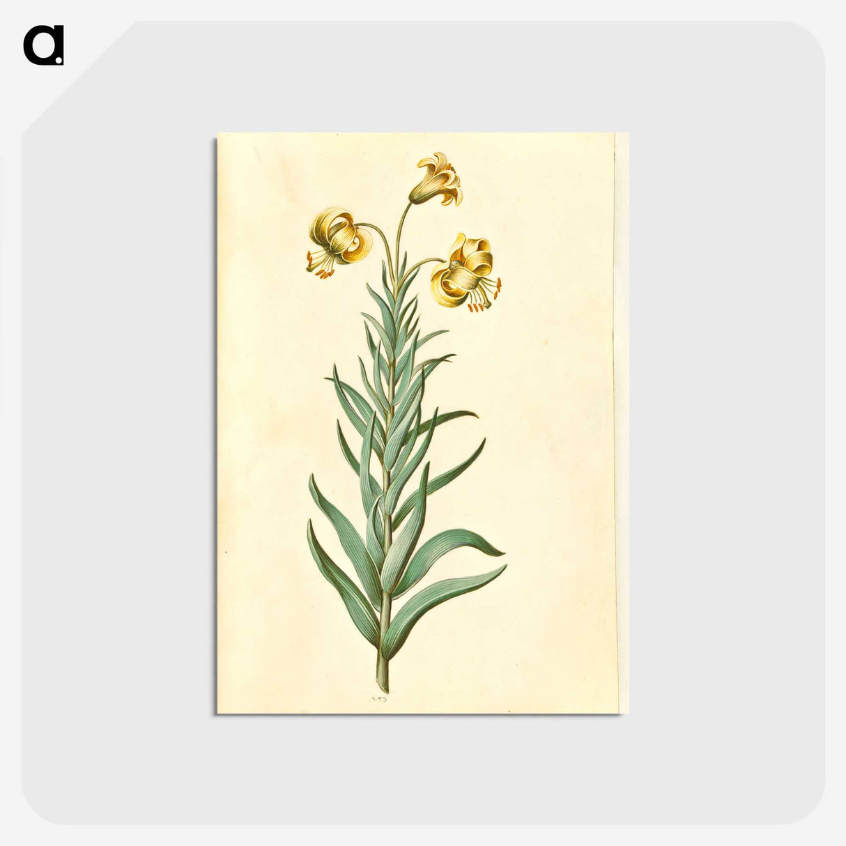 3-11_Maria-Sibylla-Merian_postcard